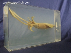 Foto Galerie/Cephalopoda/Loligo vulgaris/Loligo vulgaris_01_02_S.jpg